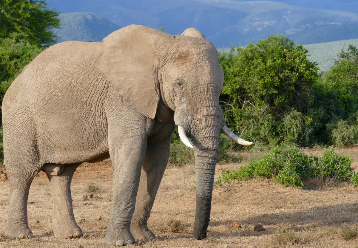 A large African elephant bull with tusks in front of green hills in Addo Elephant National Park