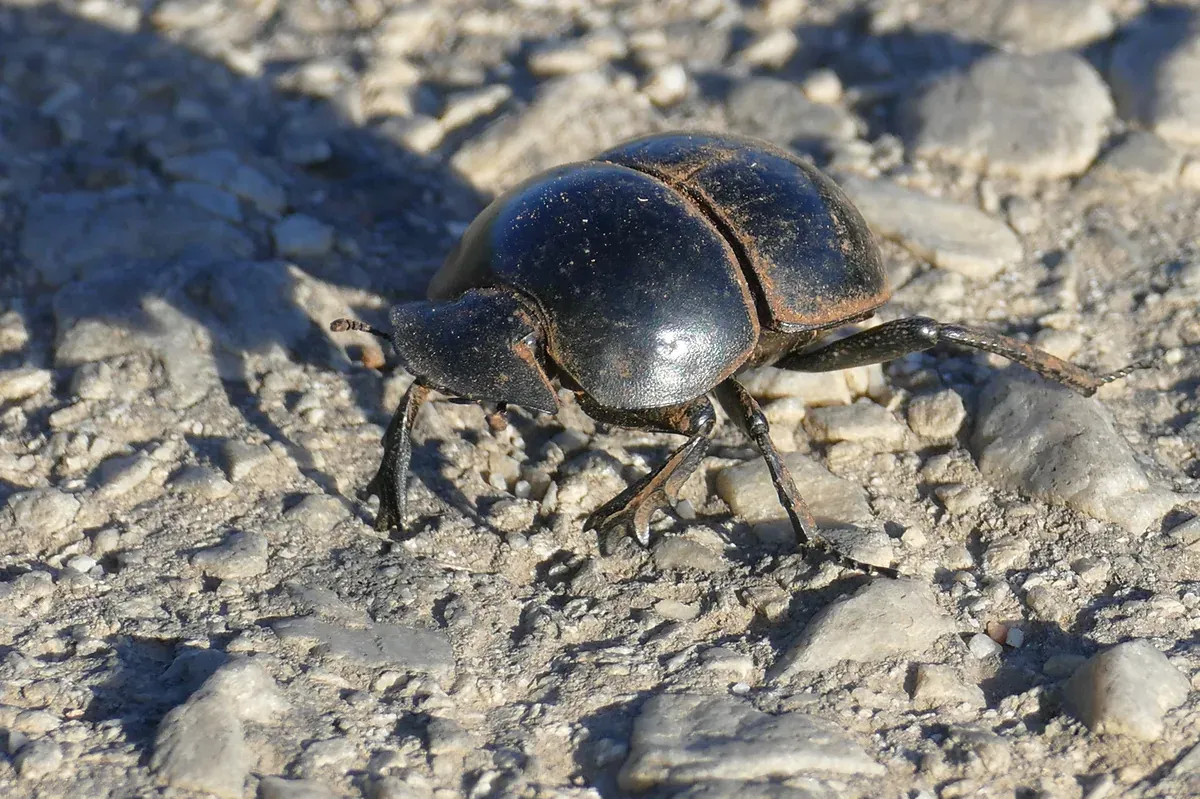 A flightless dung beetle (Circellium bacchus) crossing bare ground in Addo Elephant National Park