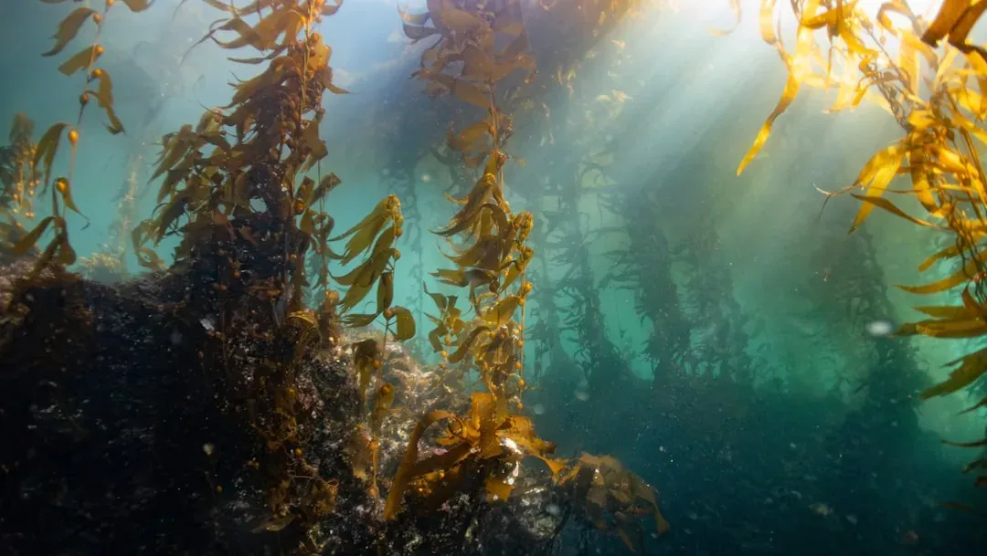 Sunlight streaming through a golden underwater kelp forest