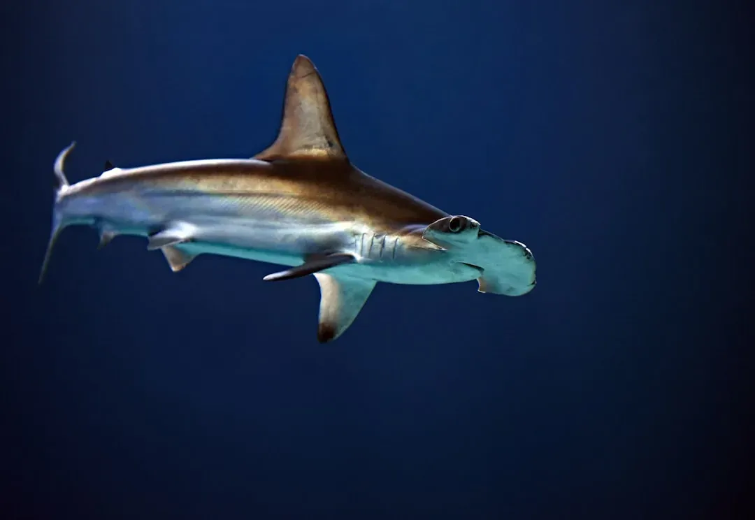 A scalloped hammerhead shark cruising through deep blue water