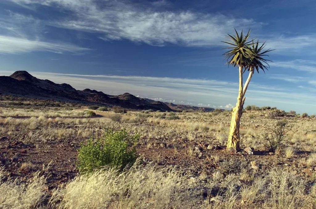 Quiver trees (kokerboom) among rocky koppies in the arid Northern Cape