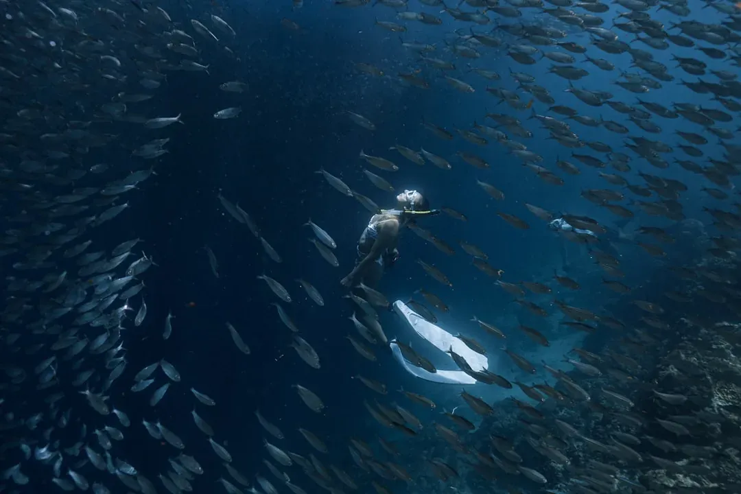 A diver surrounded by a dense silver shoal of fish, like a Sardine Run bait ball