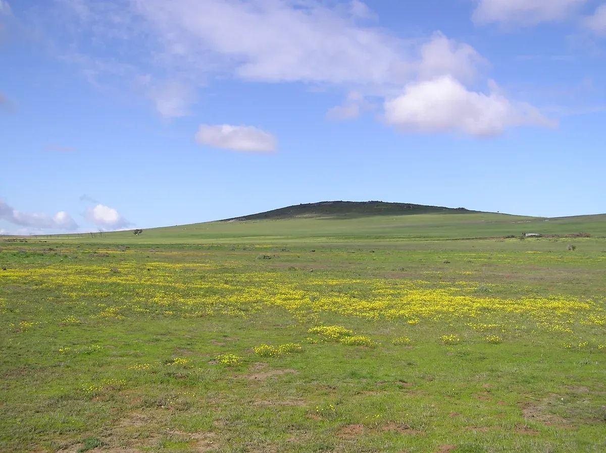 Spring wildflowers and a low hill at the Tienie Versfeld Wildflower Reserve near Darling on the West Coast