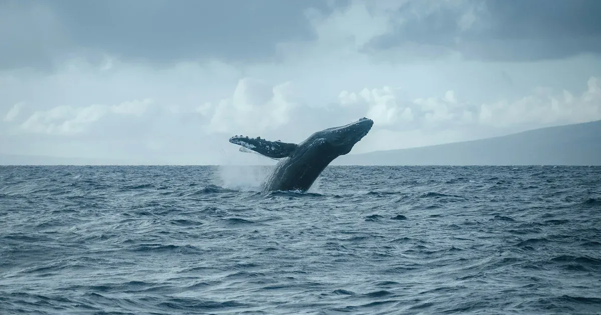 A humpback whale breaching the ocean surface, the species behind South Africa's recent whale supergroup sightings off the Cape coast.
