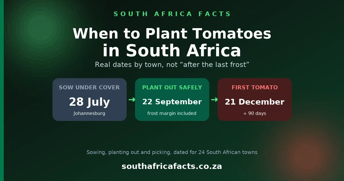 When to plant tomatoes in South Africa, a guide giving safe planting dates by town based on real last-frost data rather than a generic spring window.