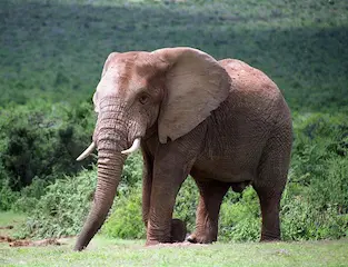 Addo Elephant National Park: A Wildlife Conservation Success Story in South Africa
