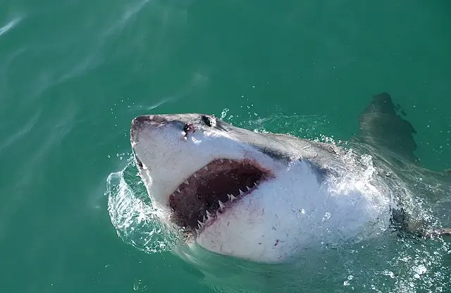 Shark cage diving in Gansbaai – up close with the Great White Shark