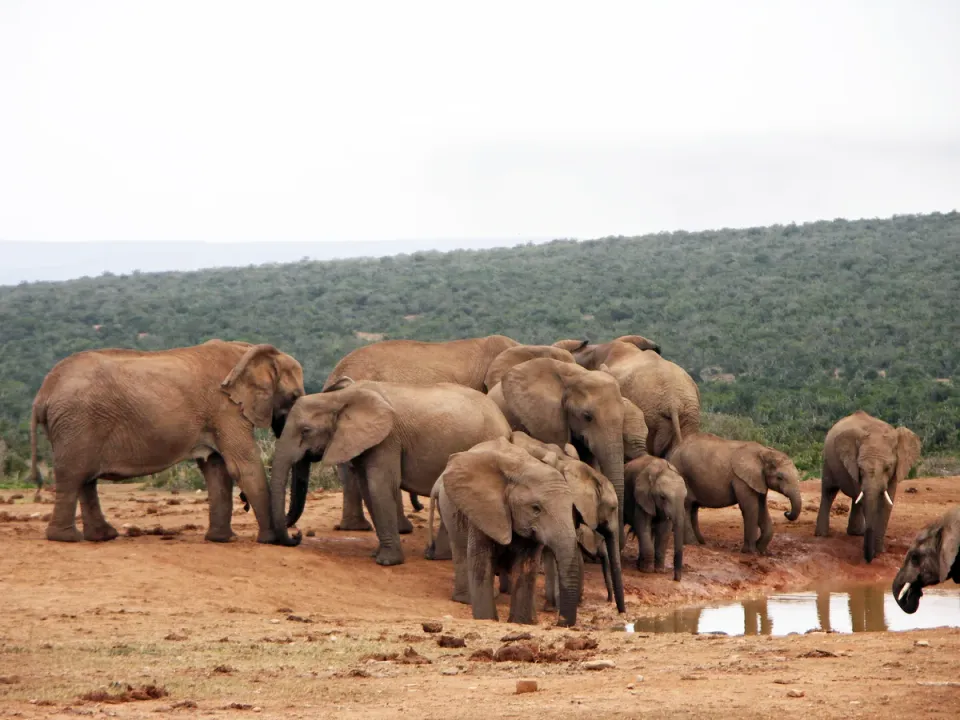 Addo Elephant National Park: A Wildlife Conservation Success Story in South Africa