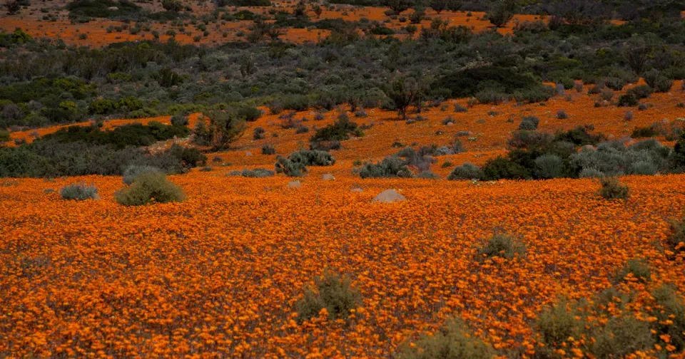 Exploring South African Festivals: A Journey Through Culture, Art, and Natural Beauty