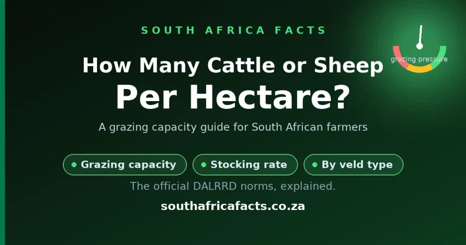 How Many Cattle or Sheep Per Hectare? A Grazing Capacity Guide for South Africa