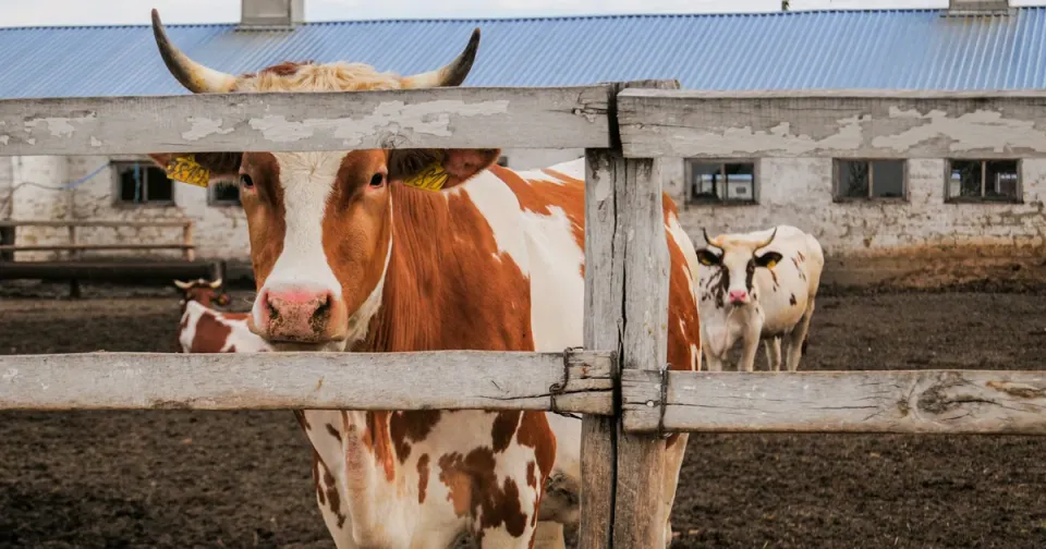 Foot-and-Mouth Disease in South Africa: Where the Outbreak Stands Now
