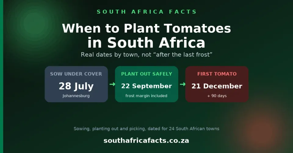When to Plant Tomatoes in South Africa